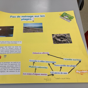 Affiche sur l'importance de la laisse de mer