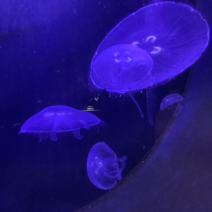 Marinarium 3